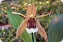 Coelogyne salmonicolor